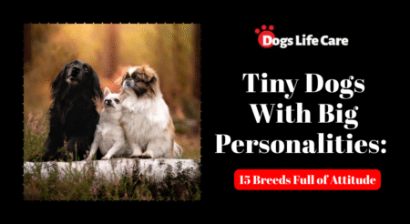 Tiny Dogs With Big Personalities: 15 Breeds Full of Attitude