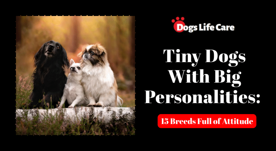 Tiny Dogs With Big Personalities: 15 Breeds Full of Attitude