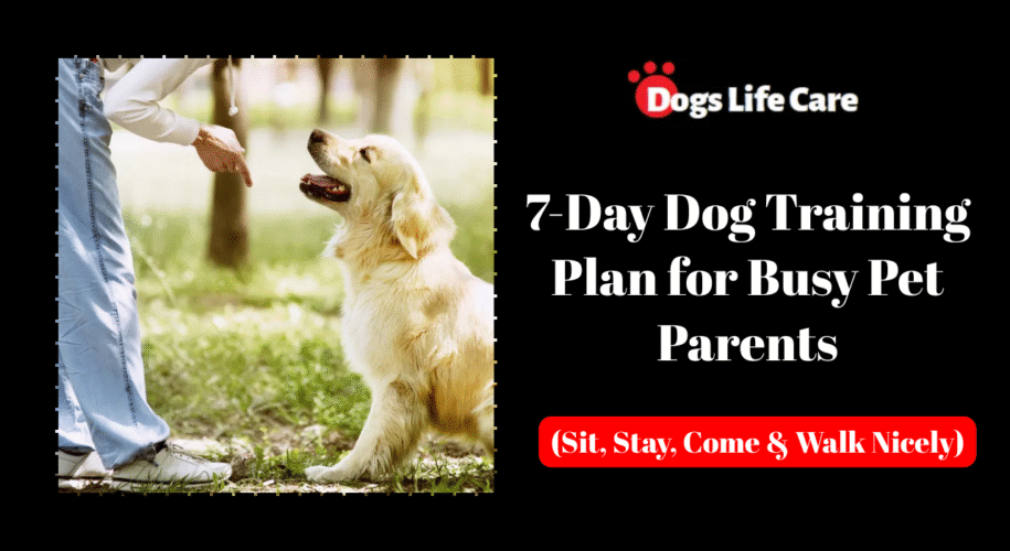7-Day Dog Training Plan for Busy Pet Parents (Sit, Stay, Come & Walk Nicely)