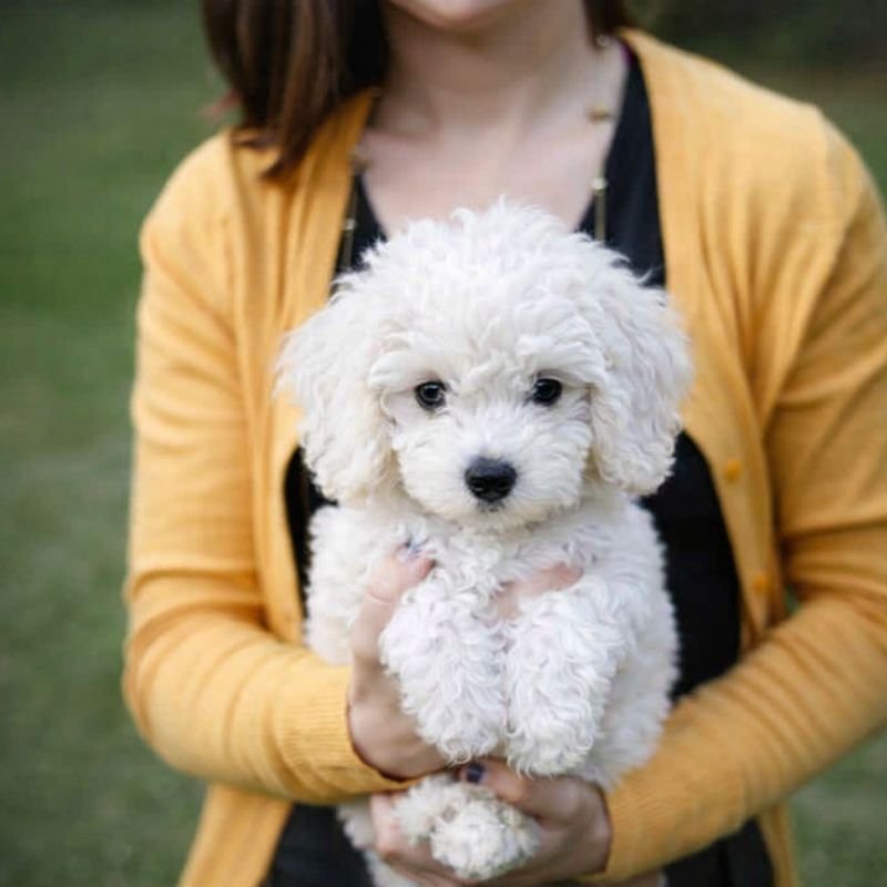 What counts as a hybrid dog breed with curly hair
