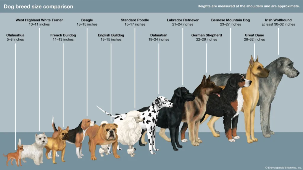 dog breed height comparison