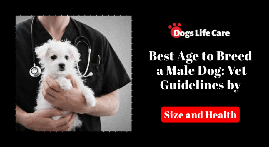 Best Age to Breed a Male Dog (Vet Guidelines by Size and Health)