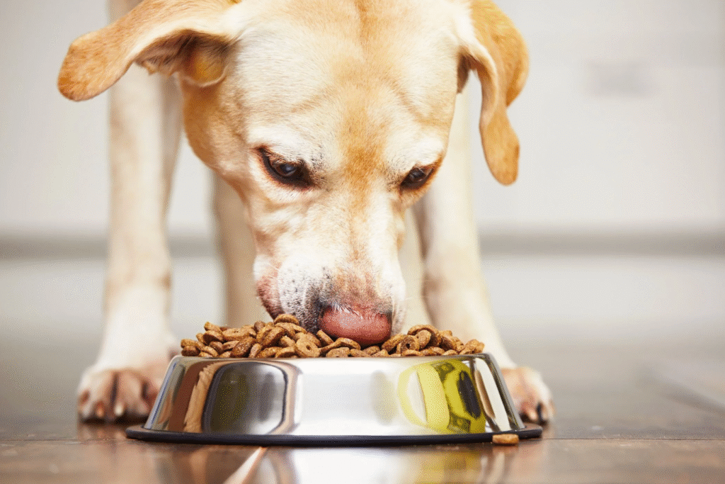 Feed Your Dog the Right Way Feed Your Dog the Right Way